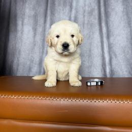 Make Pick 1 - Light golden male Golden Retriever puppy in Piedmont, South Carolina from The Farm at Saluda Ridge