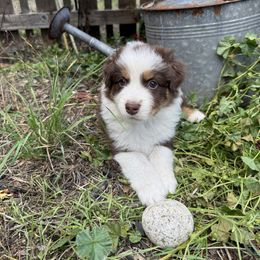 Charlie - Red tri-color female Australian Shepherd puppy in Yelm, Washington from Country Rose Australian Shepherds