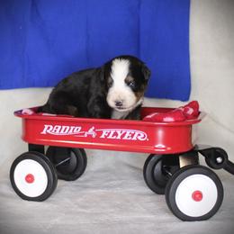 Blue Boy - Black rust and white male Bernese Mountain Dog puppy in Bayard, Nebraska from Colson Kennels