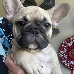 Bulldogs, French Bulldogs, and Pembroke Welsh Corgis from DiNels Pembroke welsh corgis