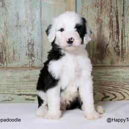 Assorted Doodle Crosses, Bernedoodle, Goldendoodle, and Sheepadoodle Puppies from Happy Top Doodles