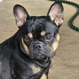 Jazzy - Black and tan female French Bulldog puppy in Tulsa, Oklahoma from Hart's Chihuahuas
