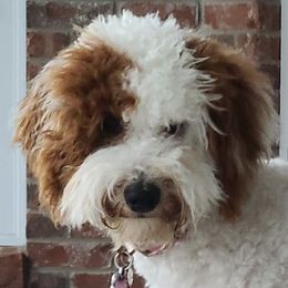 Goldendoodles from Karen's Micro Mini Goldendoodles