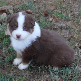 Montgomery - Red tri-color male Australian Shepherd puppy in Kansas, Oklahoma from Windy G Farm