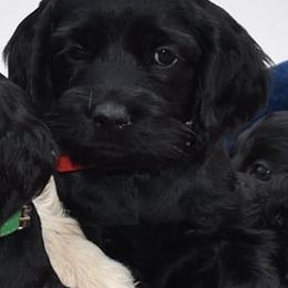 Cockapoos from There's no place like home spaniels