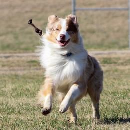 Koda - Australian Shepherd