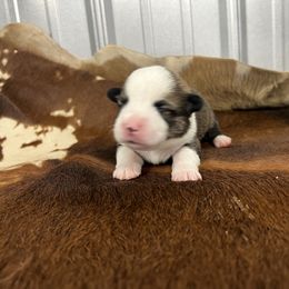 M-4 - Sable male Pembroke Welsh Corgi puppy in Linden, Texas from W&W “lil” Wrangler Corgis