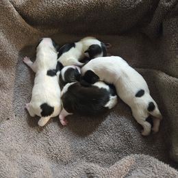 New born - Black and white female Havanese puppy in Kansas City Mo, Missouri from My Heavenly Havanese Puppies