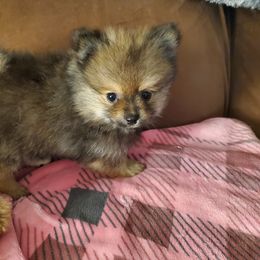 Pomeranian Puppies from REONE GHEEN