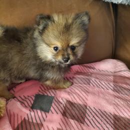 Pomeranian Puppies from REONE GHEEN