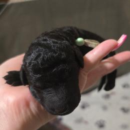 Onyx - Mint Collar - Black male Poodle puppy in Phoenix, Arizona from Desert Diamond Poodles
