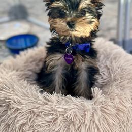 Yorkshire Terrier All Grown Up from Polina Mironchuk