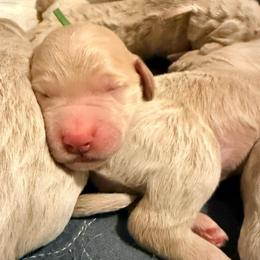 Princess Tiana - Cream female Goldendoodle puppy in Puyallup, Washington from Dawnie’s Doodles