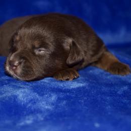 Randy Travis - Red tri male Miniature Australian Shepherd puppy in Godley, Texas from Bradley Kennels
