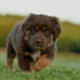 Tomi - Red tri male Toy Australian Shepherd puppy in Hartman, Arkansas from Southern Edition Aussies