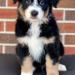 Boy 2 - Black Australian Shepherd puppy in Fort Rucker, Alabama from Fairytail Aussies