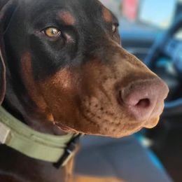 Doberman Pinschers from Marvel Dobermann