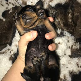 Dachshund Puppies from JBs