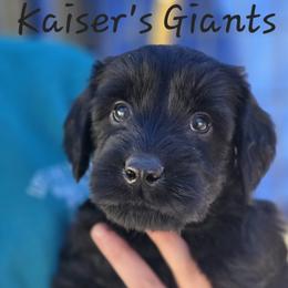Girl 3 - Black female Giant Schnauzer puppy in Billings (Bil), Montana from Kaiser's Giants