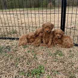 Aussiedoodle, Miniature Australian Shepherd, and Poodle Puppies from Sandy Creek Kennels