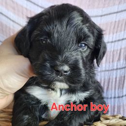 Anchor - Black and white male Portuguese Water Dog puppy in Narvon, Pennsylvania from Prized Family Porties