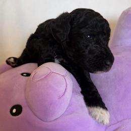 Sheep (Black white paw) - Black male Goldendoodle puppy in Toledo, Ohio from Avery Doodle Day LLC