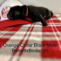Orange Collar - Black male Labrador Retriever puppy in Alvin, Texas from Red Retrievers