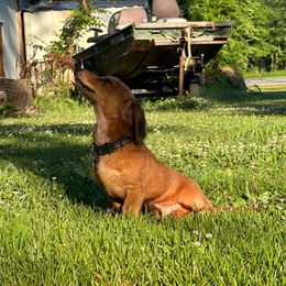 Dachshund All Grown Up from Ky’s dachshunds