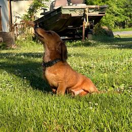 Dachshund All Grown Up from Ky’s dachshunds