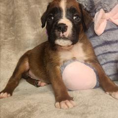 Orange - Fawn female Boxer puppy in Aurora, Missouri from Pick A Pup