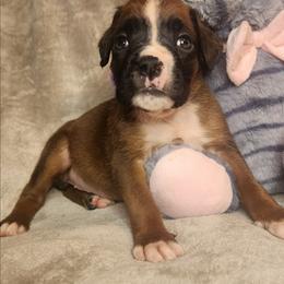 Orange - Fawn female Boxer puppy in Aurora, Missouri from Pick A Pup