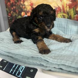 Phoenix - Phantom female Poodle puppy in Lawrenceburg, Tennessee from LUV Poodles and Maltipoos