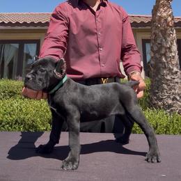Emerald - Black female Cane Corso puppy in Fontana, California from ThinLine Cane Corso