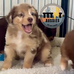 Huck - Red merle male Miniature Australian Shepherd puppy in Tucson, Arizona from TTTNT Aussies