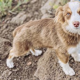 Mudd - Miniature American Shepherd