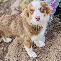 Mudd - Miniature American Shepherd