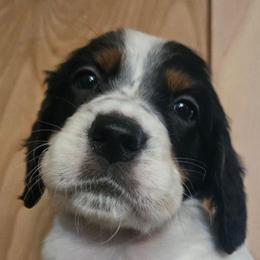 Cynthia 1 - Blue belton and tan (tri-color) female English Setter puppy in Morrice, Michigan from Wild Bird Setters