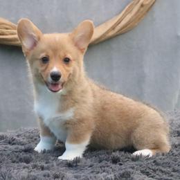 Drizzle - Sable female Pembroke Welsh Corgi puppy in Fayetteville, Arkansas from Intergalactic Corgis