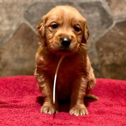 Golden Retriever Puppies from Heartland Goldens