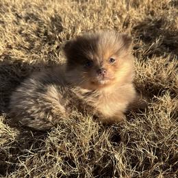 Koalani - Cream female Companion Cross puppy in Willow Spring, North Carolina from GTBBF Pomeranians