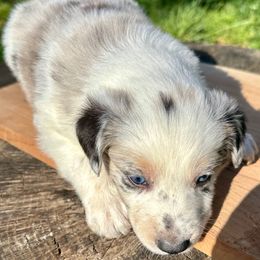 Lime - White and blue merle Border Collie puppy in Rickman, Tennessee from Roaring River Border Collies