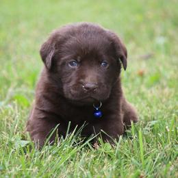 Labrador Retriever Puppies from Prebleridge Acres