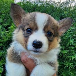 Juniper - Sable female Pembroke Welsh Corgi puppy in Sidney, Ohio from Cozy Corgi Ranch
