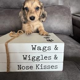 Rocky - Dapple male Dachshund puppy in Stuart, Iowa from Johnson Family Paws