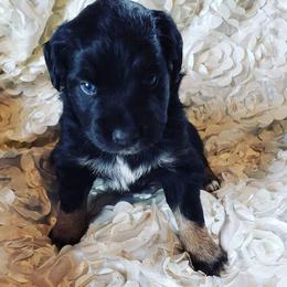 Australian Shepherd Puppies from Diamond Aussies N the Rough