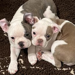 Boston Terrier and Rat Terrier Puppies from Sugar Baby Bostons