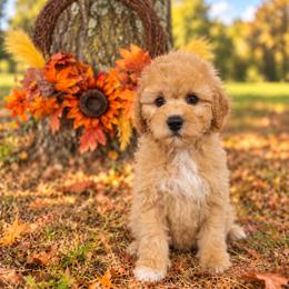 J o h n   (L e n n o n) - male Cavapoochon puppy in Bullard, Texas from Cavapoochon Central LLC