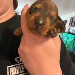 Green Collar - Dapple male Dachshund puppy in La Pine, Oregon from RoseDox Dachshunds