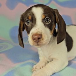 Dachshund Puppies from Newbern's Nuggets