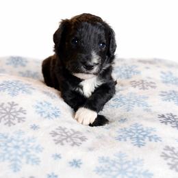 Georgia - Black and white female Aussiedoodle puppy in High Point, North Carolina from Kingsfield Doodles